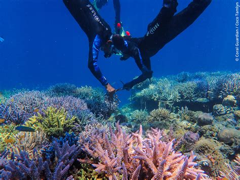 From Beginner to Expert: Snorkeling at Magic Reef in Rarotonga